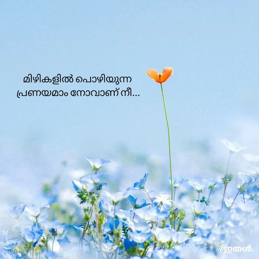 Quote by Shabeena P S - മിഴികളിൽ പൊഴിയുന്ന 
പ്രണയമാം നോവാണ് നീ... - Made using Quotes Creator App, Post Maker App