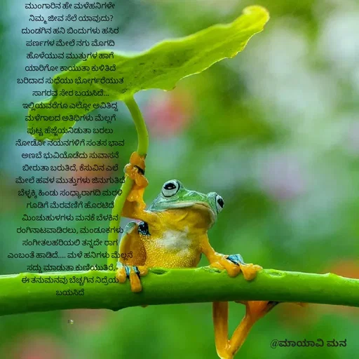 Quote by suma📷🍃💚🎧❤️ - ಮುಂಗಾರಿನ ಹೇ ಮಳೆಹನಿಗಳೇ 
ನಿಮ್ಮ ಜೀವ ಸೆಲೆ ಯಾವುದು?
ದುಂಡಗಿನ ಹನಿ ಬಿಂದುಗಳು ಹಸಿರ 
ಪರ್ಣಗಳ ಮೇಲೆ ನಗು ಮೊಗದಿ 
ಹೊಳೆಯುವ ಮುತ್ತುಗಳ ಹಾಗೆ 
ಯಾರಿಗೋ ಕಾಯುತಾ ಕುಳಿತಿದೆ 
ಬರಿದಾದ ಸುಧೆಯು ಭೋರ್ಗರೆಯುತ 
ಸಾಗರವ ಸೇರ ಬಯಸಿದೆ...
ಇಲ್ಲಿಯವರೆಗೂ ಎಲ್ಲೋ ಅವಿತಿದ್ದ 
ಮಳೆಗಾಲದ ಅತಿಥಿಗಳು ಮೆಲ್ಲಗೆ 
ಪುಟ್ಟ ಹೆಜ್ಜೆಯನಿಡುತಾ ಬರಲು 
ನೋಡೋ ನಯನಗಳಿಗೆ ಸಂತಸ ಭಾವ 
ಅಣಬೆ ಭುವಿಯೊಡೆದು ಸುವಾಸನೆ 
ಬೀರುತಾ ಬರುತಿದೆ, ಕೆಸುವಿನ ಎಲೆ 
ಮೇಲೆ ಹವಳ ಮುತ್ತುಗಳು ಜಿನುಗುತಿದೆ 
ಬೆಳ್ಳಕ್ಕಿ ಹಿಂಡು ಸಂಧ್ಯಾರಾಗದಿ ಮರಳಿ 
ಗೂಡಿಗೆ ಮೆರವಣಿಗೆ ಹೊರಟಿದೆ 
ಮಿಂಚುಹುಳಗಳು ಮನಕೆ ಬೆಳಕಿನ 
ರಂಗಿನಾಟವಾಡಿರಲು, ಮಂಡೂಕಗಳು 
ಸಂಗೀತಲಹರಿಯಲಿ ತನ್ನದೇ ರಾಗ 
ಎಂಬಂತೆ ಹಾಡಿದೆ.... ಮಳೆ ಹನಿಗಳು ಮೆಲ್ಲನೆ 
ಸದ್ದು ಮಾಡುತಾ ಕುಣಿಯುತಿರೆ,
ಈ ತನುಮನವು ಬೆಚ್ಚಗಿನ ನಿದ್ರೆಯ 
ಬಯಸಿದೆ 



S🍃 - Made using Quotes Creator App, Post Maker App