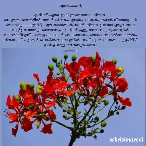 Quote by krishnaveni🌸 - ഗൂൽമോഹർ,

എനിക്ക്   എന്ത്   ഇഷ്ട്ടമാണെന്നോ   നിന്നെ...
അടുത്ത   ജന്മത്തിൽ  നമ്മൾ   വീണ്ടും പുനർജനിക്കണം.   ഞാൻ  നീയായും   നീ ഞാനയും...... എന്നിട്ട്....ഈ   ജന്മത്തിൽ ഞാൻ   നിന്നെ   പ്രണയിച്ചതുപോലെ   നിന്റ പ്രണയവും   തലോടലും   എനിക്ക്   ഏറ്റുവാങ്ങണം,    ദൂരങ്ങളിൽ   മൗനമായിരുന്ന്   ധാരാളം   കഥകൾ   കൈമാറണം,  ഓരോ   വേനൽക്കാലത്തും   നിനക്കായ്‌   പൂക്കൾ   പൊഴിക്കണം. ഒടുവിൽ... നഷ്ട   പ്രണയത്തെ   കൂട്ടുപിടിച്ച്   ദ്രവിച്ച്‌   മണ്ണിലലിഞ്ഞുചേരണം

കൃഷ്ണവേണി🌸വാചകം മാറ്റാൻ ഇരട്ട ടാപ്പുചെയ്യുക. - Made using Quotes Creator App, Post Maker App