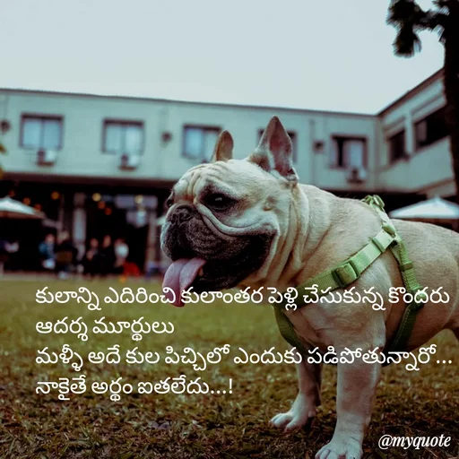 Quote by rambabu Kummajella - కులాన్ని ఎదిరించి కులాంతర పెళ్లి చేసుకున్న కొందరు ఆదర్శ మూర్థులు
మళ్ళీ అదే కుల పిచ్చిలో ఎందుకు పడిపోతున్నారో...
నాకైతే అర్థం ఐతలేదు...! - Made using Quotes Creator App, Post Maker App