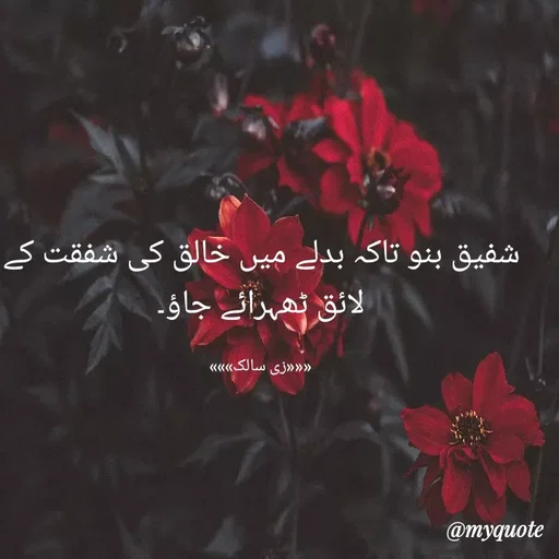Quote by Zaiba Bano -  - Made using Quotes Creator App, Post Maker App