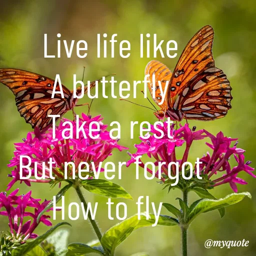 Quote by LIJARANI ROUT - Live life like
A butterfly
Take a rest
But never forgot
How to fly  - Made using Quotes Creator App, Post Maker App