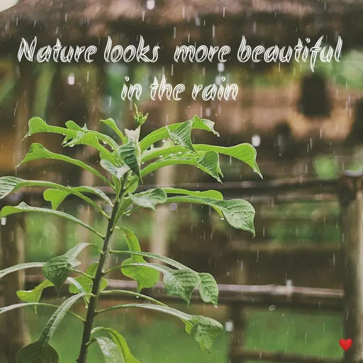 Quote by vandana - Nature looks  more beautiful
in the rain - Made using Quotes Creator App, Post Maker App