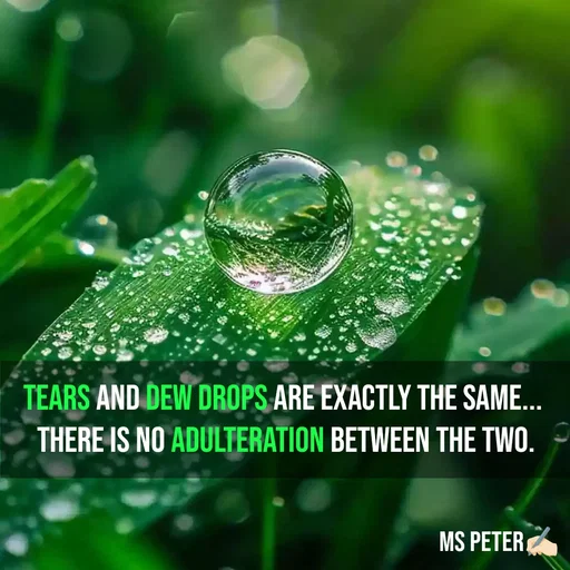 Quote by Sanjana Peter - Tears and dew drops are exactly the same... 
There is no adulteration between the two. - Made using Quotes Creator App, Post Maker App