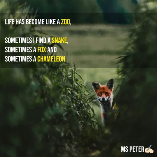 Quote by Sanjana Peter - Life has become like a zoo,

Sometimes I find a snake, 
sometimes a fox and 
sometimes a chameleon. - Made using Quotes Creator App, Post Maker App