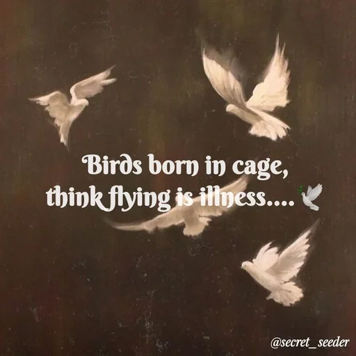 Quote by secret seeder - Birds born in cage,
think flying is illness....🕊 - Made using Quotes Creator App, Post Maker App