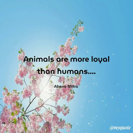 Quote by Queen of Revenge 🖤 - Animals are more loyal
than humans....

Ahana Mitra  - Made using Quotes Creator App, Post Maker App