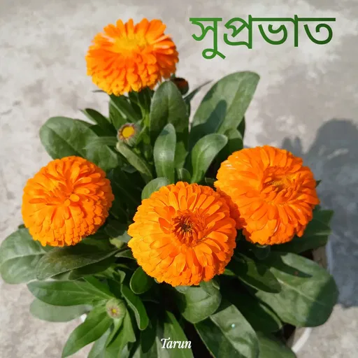 Quote by Tarun Pal -  - Made using Quotes Creator App, Post Maker App