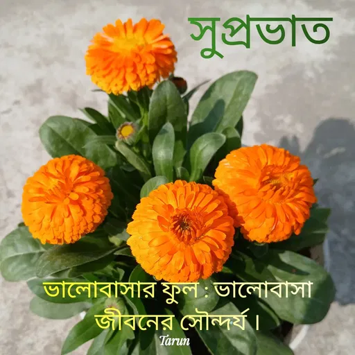 Quote by Tarun Pal -  - Made using Quotes Creator App, Post Maker App