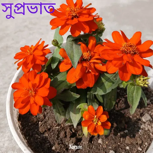 Quote by Tarun Pal -  - Made using Quotes Creator App, Post Maker App