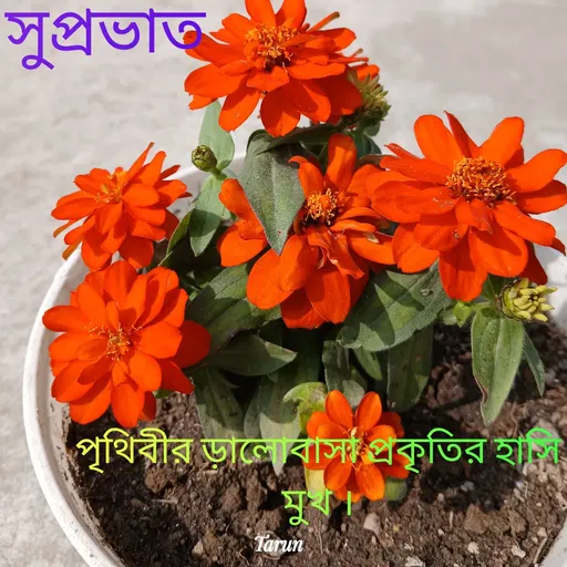 Quote by Tarun Pal -  - Made using Quotes Creator App, Post Maker App