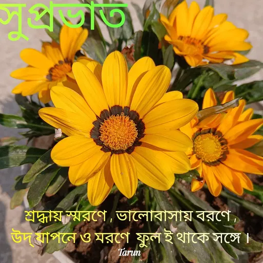 Quote by Tarun Pal -  - Made using Quotes Creator App, Post Maker App