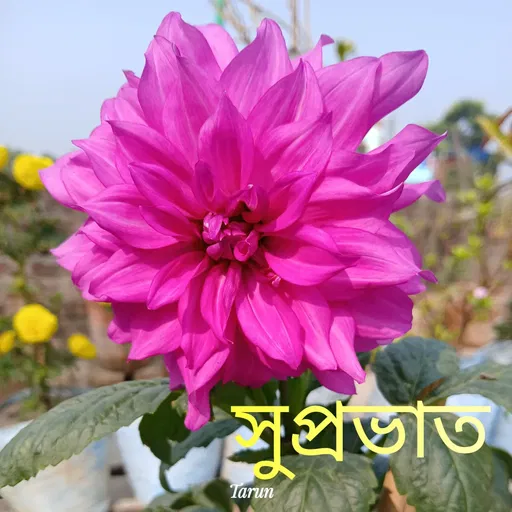 Quote by Tarun Pal -  - Made using Quotes Creator App, Post Maker App