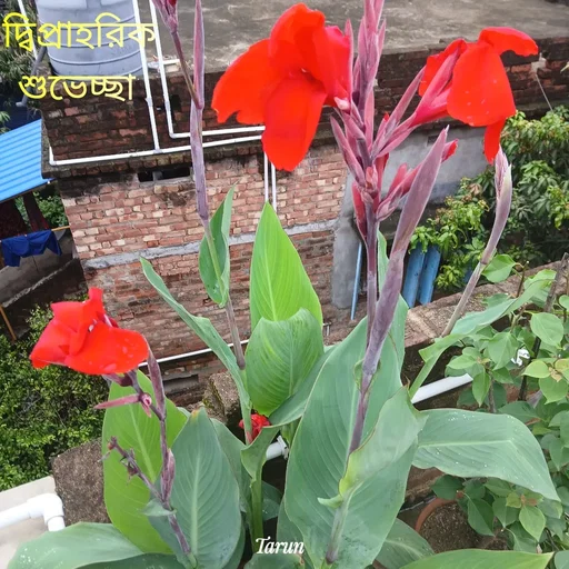 Quote by Tarun Pal -  - Made using Quotes Creator App, Post Maker App
